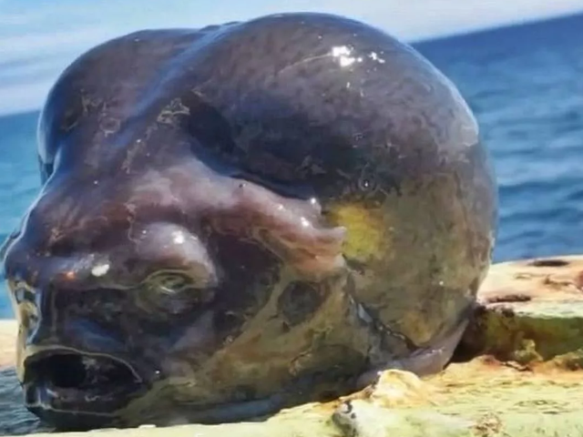神秘海洋生物引发网友热议，渔夫捕获疑似外星生物